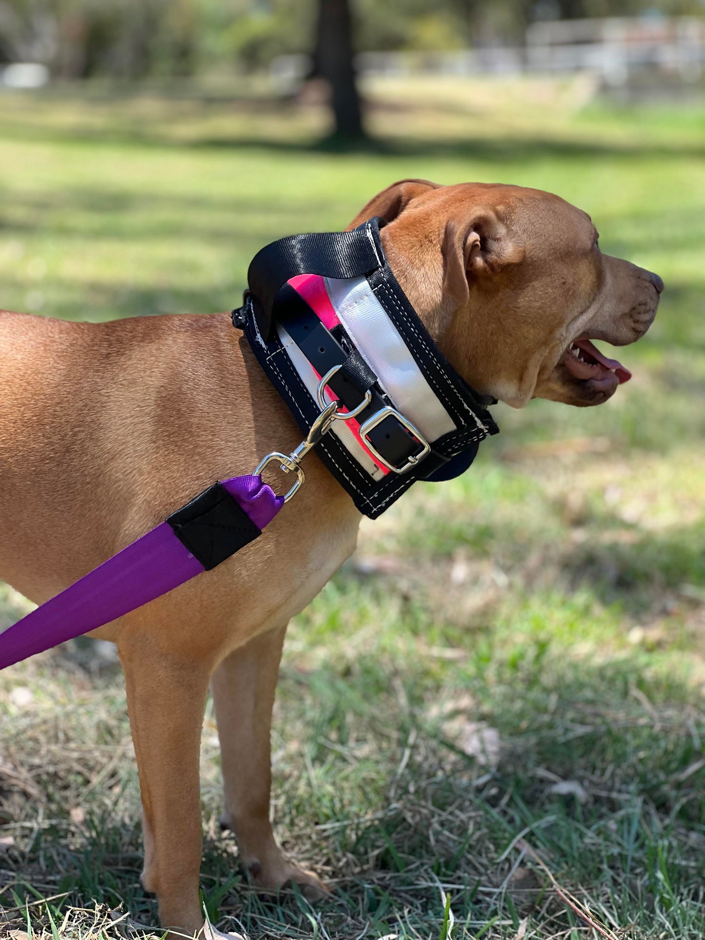 Seat Belt Dog Leads