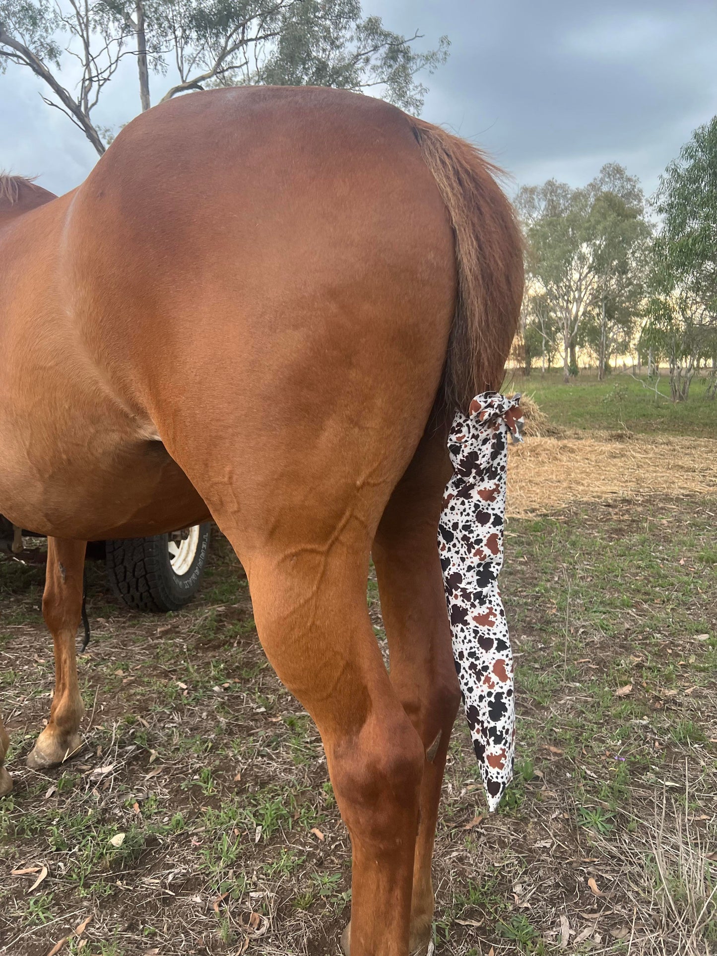 Tail Bags