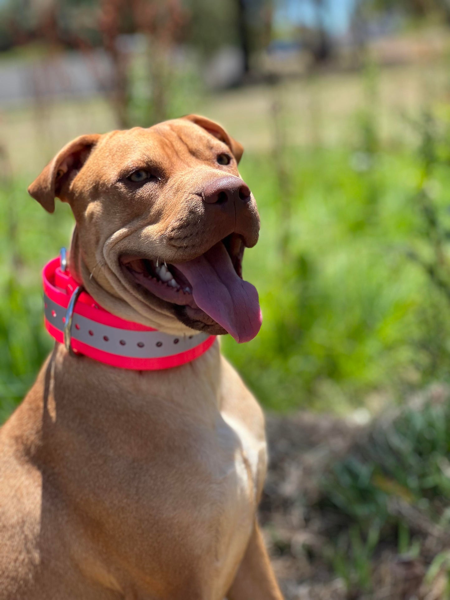 50mm Reflective Collar