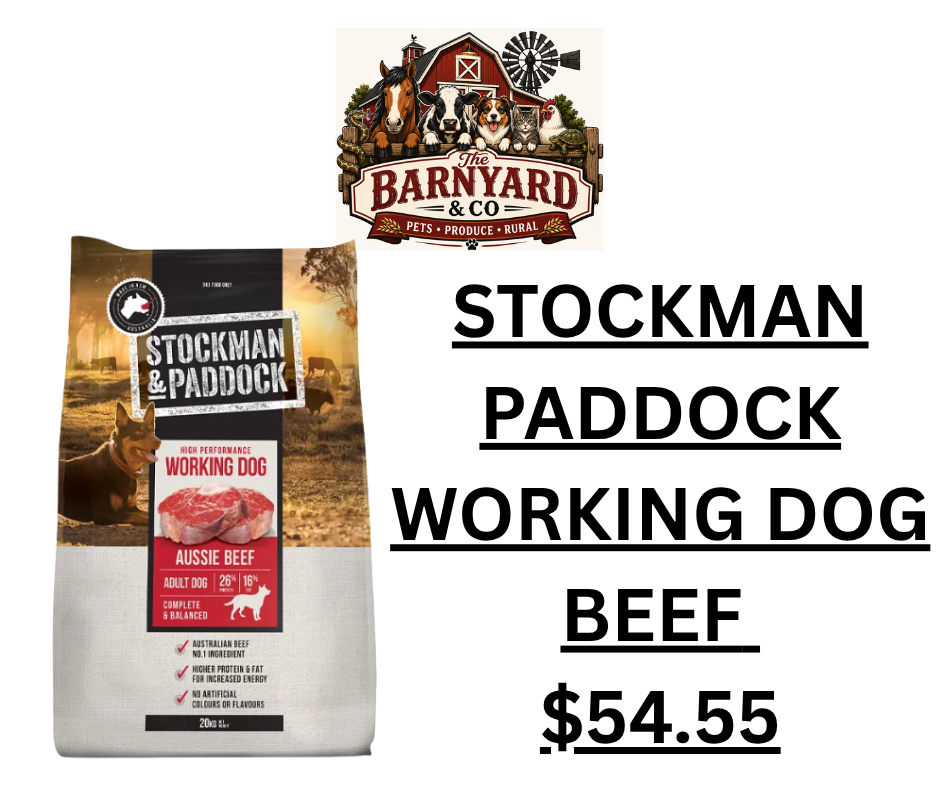 Stockman Paddock Working Dog